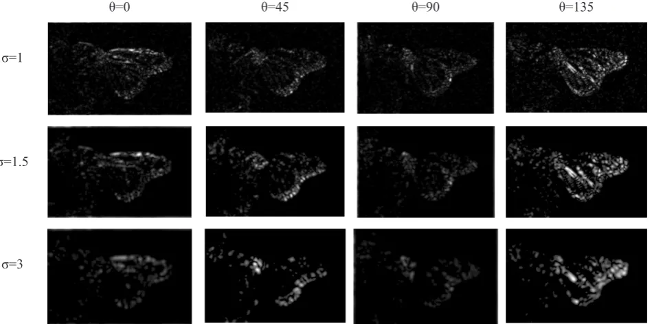 Fig 2.b. extracted blobs in different scales and orientations.
