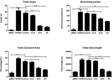 Figure 7. Wimasis WimTube (Wimasis GmbH Munich, Germany) generated image showing significantly reduced tube formation by pMSC derived endothelial cells in the presence of BPs compared to both stimulated pMSCs and HUVECs