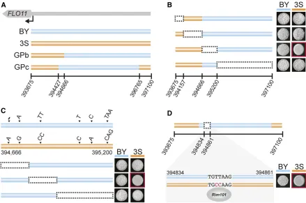 Figure 5 A transcription factor-binding site polymorphism is required for GPb and GPc rough segregants to express the trait