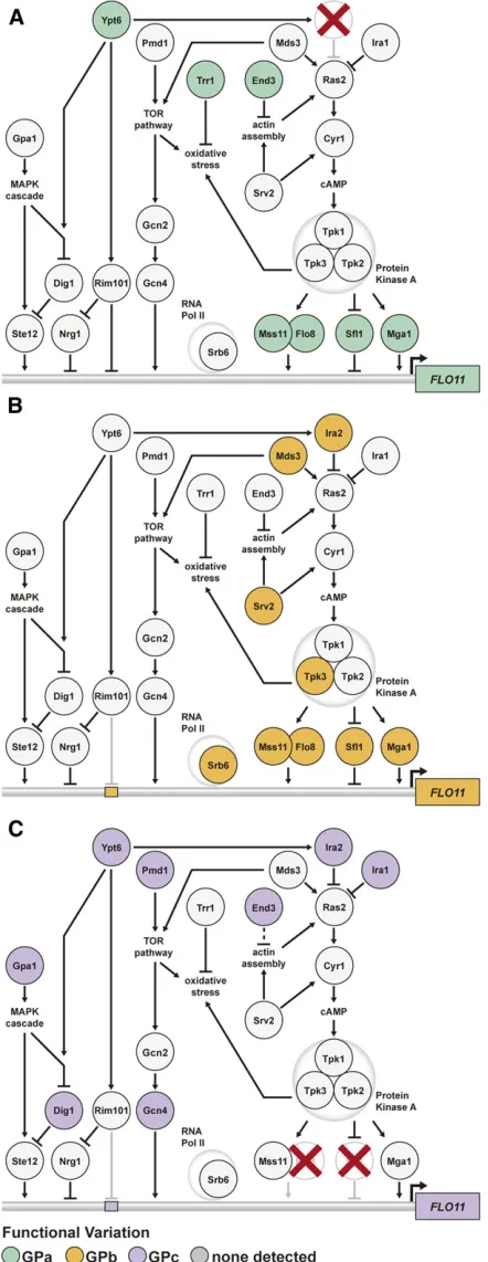 Figure 6 GPs unmask cryptic variation in parallel signaling pathways andsubpathways. (a) Loci that interact with GPa inﬂuence FLO11 regulationby the Ras pathway