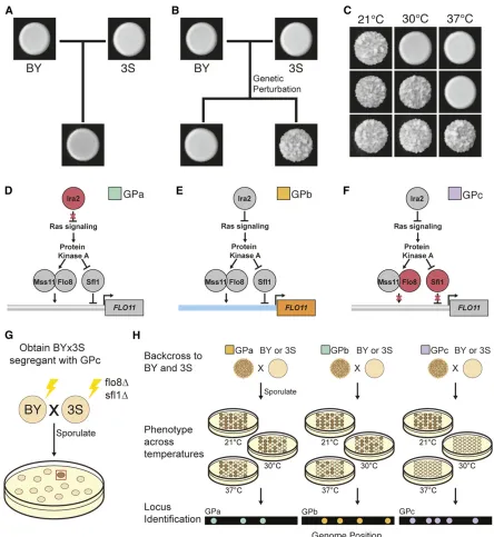 Figure 1 Different GPs interact with cryptic variation to cause rough morphology. (a) The BY and 3S strains, as well as their haploid cross progeny, formin the illustration