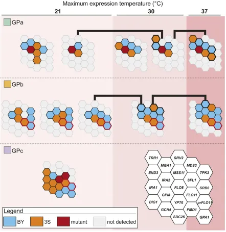 Figure 3 Loci detected across GPs and temperature sensitivity classes. Loci interacting with GPa and GPb backcross segregants at 21 and 30trait differs signipresent involved in each GP