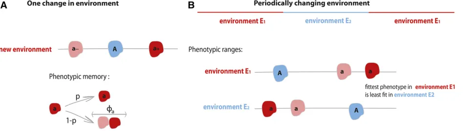 Figure 1 Illustration of the two versions of the model [environment (A) and periodic changes in selective pressure (B)