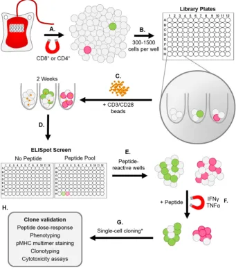 Fig. 1. Overview of T-cell library methodology. (A-CD4(H) Clone validation was performed by peptide titration (dosescreen were then enriched for peptide-speci–C) T-cells were enriched from fresh or frozen peripheral blood mononuclear cells (PBMC) via magne