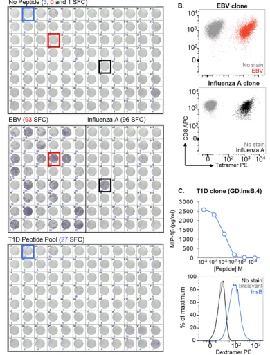 Fig. 2. Generation of clones that recognise EBV, inper well) from an HLA-A2subunit-related protein (IGRP)restricted T1D-relevant peptides (preproinsulin (PPI)were stained with cognate pMHC tetramer