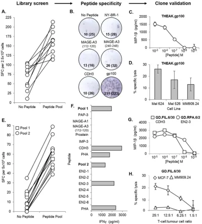 Fig. 3. CD8shown for the 10 peptide-reactive wells. (B) Positive wells were then pooled, and tested for individual peptide-specian HLA-A2-restricted tumour peptide pool by IFNshown (SFC for duplicate wells has been shown in brackets)