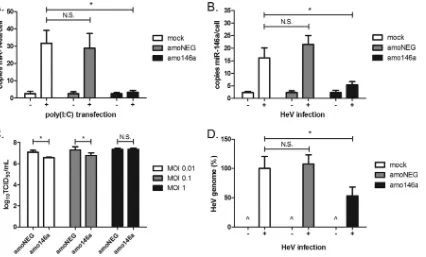 FIG 3 miR-146a promotes Hendra virus replication. (A) miR-146a levels in HeLa cells 6 h posttransfection with poly(I·C) (1groups identical to those described for panel A