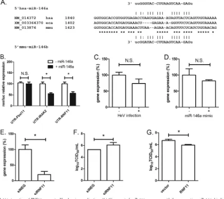 FIG 5 miR-146a targeting of RNF11 promotes Hendra virus replication. (A) Alignment of miR-146a sequence with the prospective miR-146a binding site in==