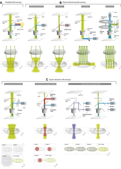 Figure 4 Fluorescence microscopy technologies. Fluorescence imaging technologies can be classipoint detectors (PMTs)