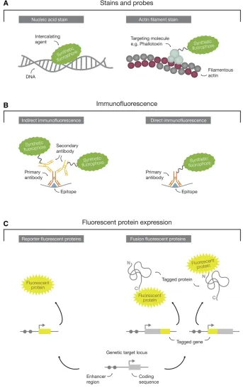 Figure 2uorophores, thereby am-porter FPs) or fused in-frame with the geneticsequence of a protein-coding gene to create atagged version of the target protein (immunocally encoded avenue for the visualization ofcellular components