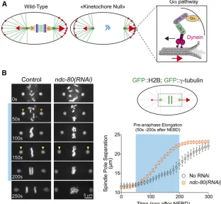 Figure 5 Functional analysis of kinetochore assem-Modirow) and spindle poles (orange arrowheads), respec-tively, from NEBD to anaphase