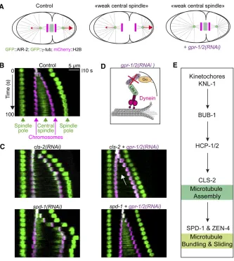 Figure 8 A subset of kinetochore componentsdrive central spindle assembly. (A) Schematics ofthe assay used to assess the mechanical integ-rity of the central spindle