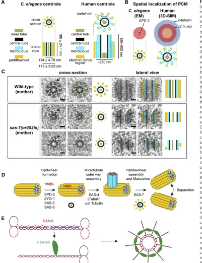 Figure 2 Centriole architecture.
