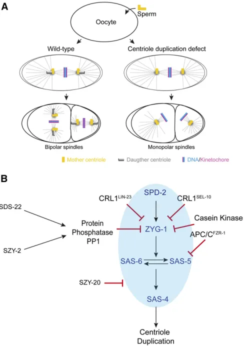Figure 3 Pathways regulatingZYG-1 and SAS-5 protein levels to limit centriole duplication