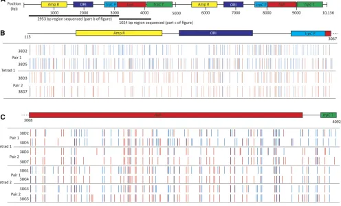 Figure 3 Analysis of Repeat Induced Point (RIP) mutations in progeny of L. maculans isolates following a single sexual cycle