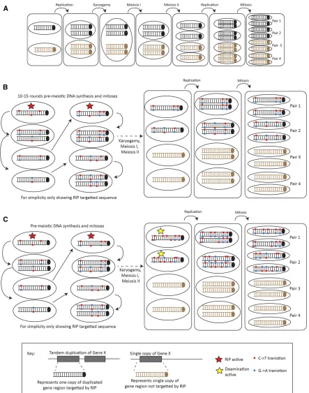 Figure 4 Comparison of Repeat Induced Point (RIP) mutation in L. maculans compared to the model organism N