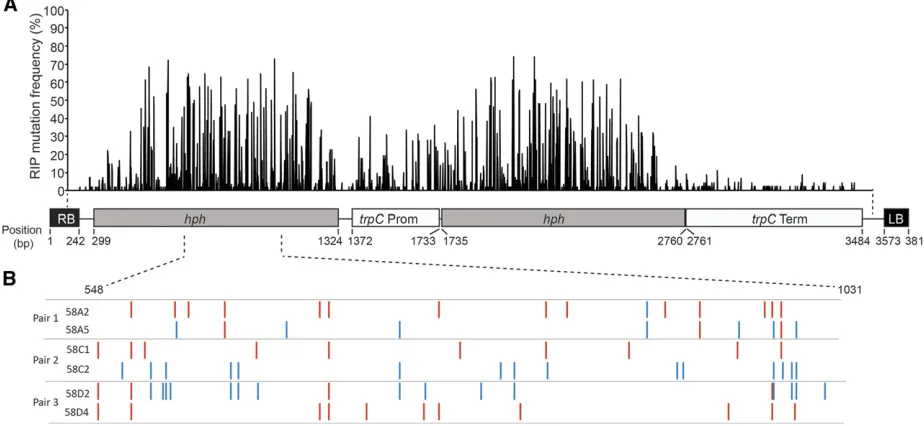 Figure 1 Analysis of frequency of Repeat Induced Point (RIP) mutations in 55 progeny oftransitions are represented in blue