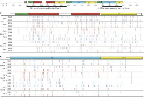 Figure 2 Repeat Induced Point (RIP) mutations generated within a hairpin construct following crossing inthe hairpin construct integrated intoanalysis of RIP