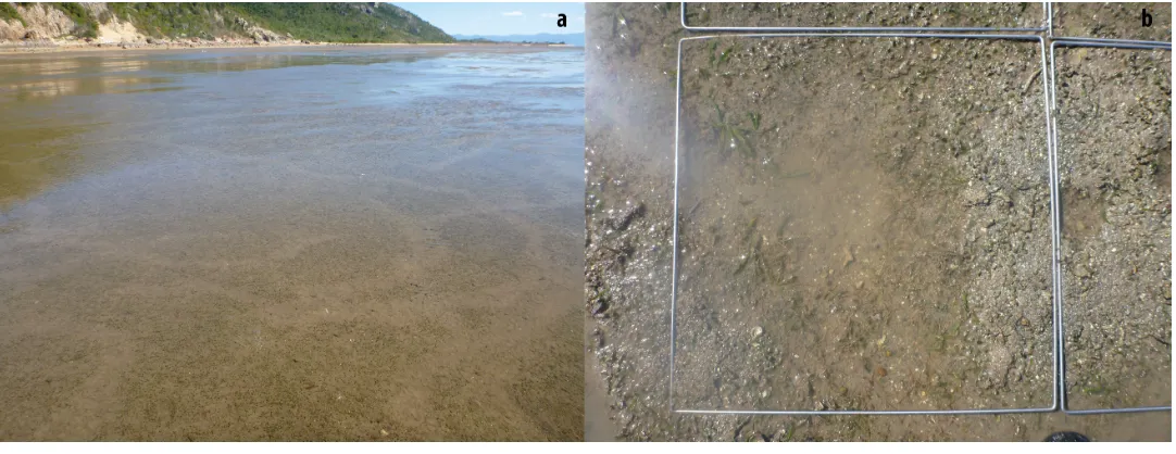 Figure 2(A) Dugong feeding trails in a mixed species intertidal seagrass meadow at low tide taken at Cape Pallarenda, Australia on the02/07/2012; and (B) a dugong feeding trail through Cymodocea rotundata and Halophila ovalis seagrass at Cockle Bay, Magnetic Island Australiataken on the 29/07/2012.