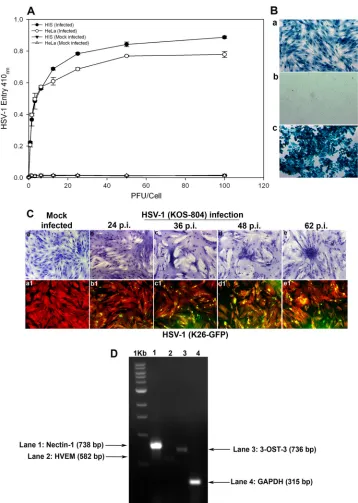 FIG 1 Analysis of herpes simplex virus 1 (HSV-1) entry in primary cultures of HIS cells