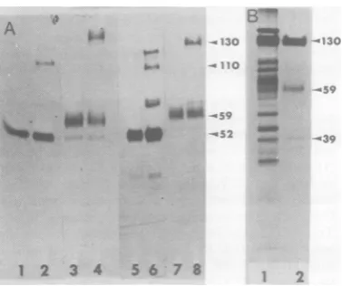 FIG.1.muneENV-1ENV-1nine-labeledENV-1ENV-1infectedanti-CP-I10%callytainedCP-1CP-1CP-1labeled SDS-PAGE analysis