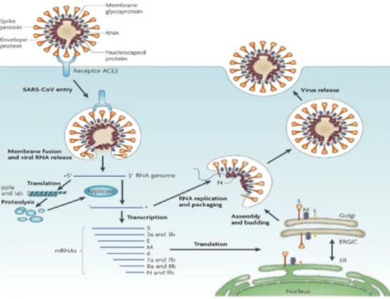 Figure  1.5.  Life  cycle  of  SARS-CoV.  First  spike  protein  binds  to  the  specific  receptor  (ACE2)  to  form  ACE2-virus  complex