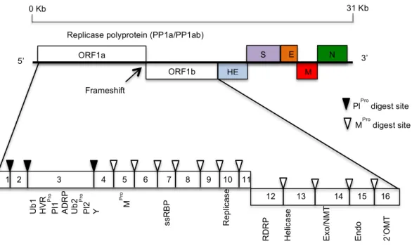 Figure 1.6. Coronavirus genome organization. ORF1a and ORF1b are located at the 5’ 