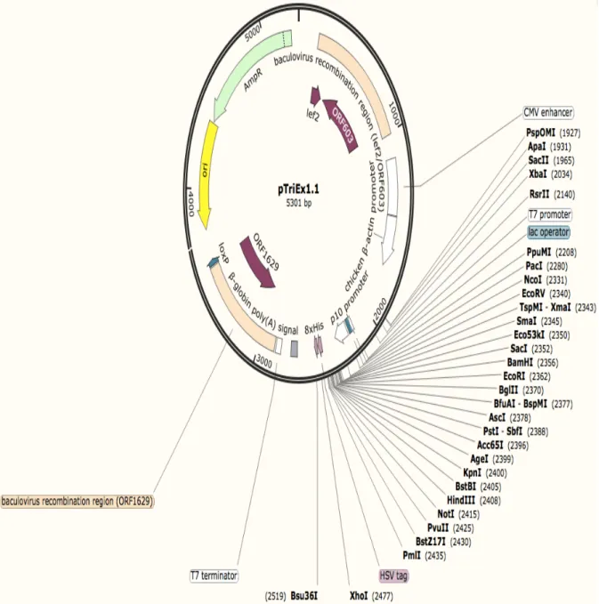 Figure 2.10. Map of the pTriEx1.1 vector showing the cloning sites. 
