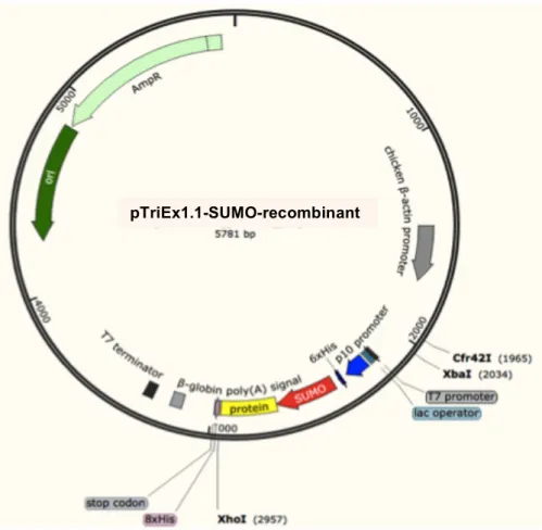 Figure  2.12.  Vector  map  of  the  pTriEx1.1  vector  showing  the  site  of  protein  and  SUMO tag insertion