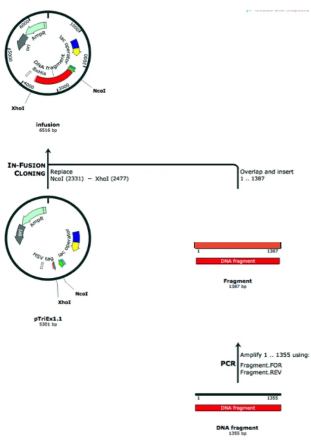 Figure  3.14.  Cloning  design  using  In-Fusion  protocol.  Cloning  site  located  between  NcoI and XhoI sites