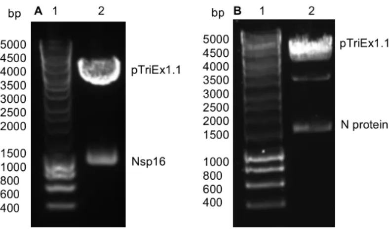 Figure 3.20. Gel electrophoresis of double digested pTriEx1.1 containing nsp16 and  N  protein