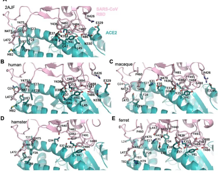 Figure 2.  ACE2 PD – SARS-CoV S protein RBD interaction surface. Cartoon representation of the of the  interaction surface of SARS-CoV RBD with ACE2 in the (A) X-RAY structure (PDB ID 2AJF), (B) human  model, (C) macaque model, (D) hamster model and (E) fe