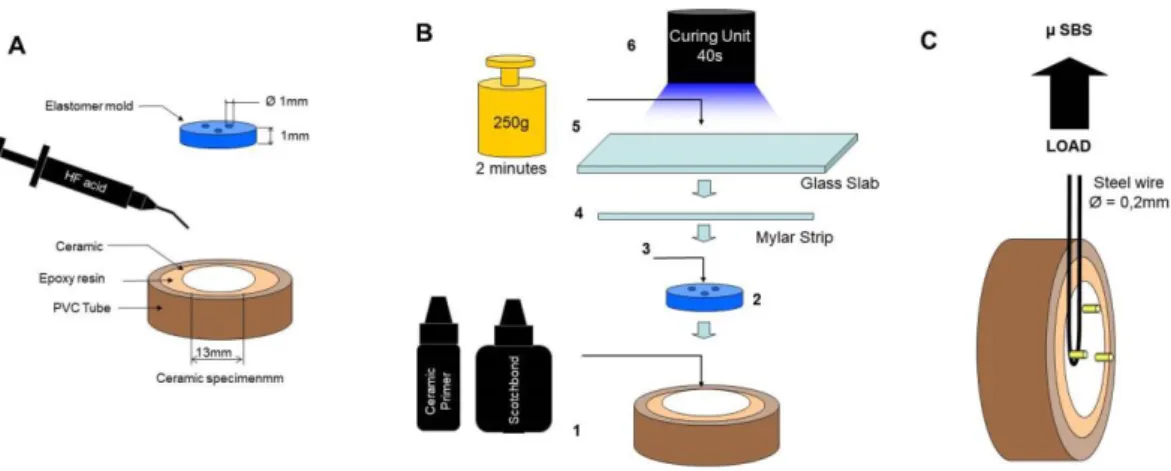 Figure  2.  Experimental  design  of  the  study.  (A)  The  samples  were  placed  in  a  horizontal  position  and  embedded  in  polyvinyl  chloride  tubes  with  epoxy  resin