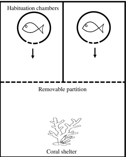 Fig 1. Experimental setup for competition trials. Fish began in habituation chambers (circles) for 10 min