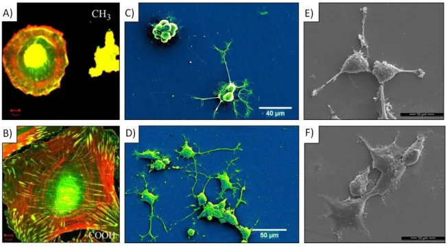 Figure 1.2. Cell growth on various GaN surfaces; A) and B) fibroblast growth on GaN using SAM 
