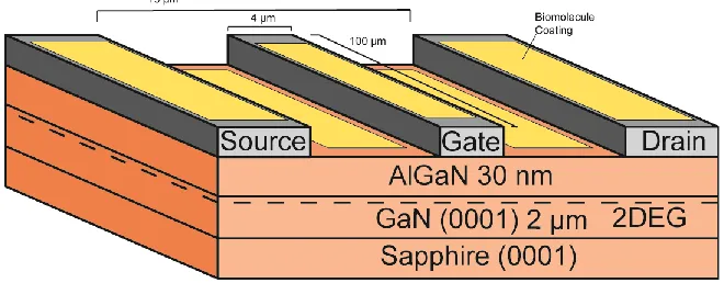 Figure 1.4. Schematic of biomolecule functionalized AlGaN/GaN FET. Adapted with the permission 