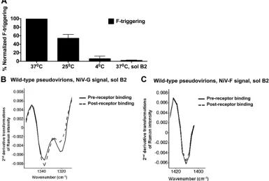 FIG 6 A receptor-induced conformational change in NiV-F can occur at 25°C and depends on the presence of a target membrane