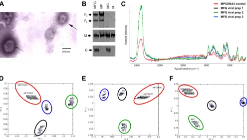 FIG 1 Raman spectroscopy signals of NiV VLPs. (A) Electron micrograph of NiV VLPs obtained from 293T cells expressing NiV-M, -F, and -G glycoproteins.the plot are a result of the relative concentrations of the sources of each signal (e.g., F, G, and M, in 