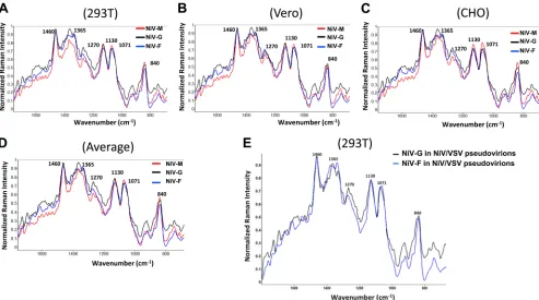 FIG 2 Raman spectral features of M, F, and G proteins on NiV VLPs cultivated in 3 different cell lines
