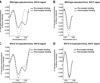FIG 5 Raman spectroscopy detects a receptor-induced conformational change in NiV-F in pseudotyped virions