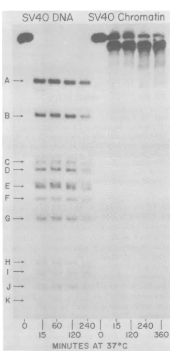 FIG. 5.incubatedandacrylamideininethanol,(1.3V,7.5).movedNaCl,and 53 contact a HindII + III digestion ofSV40 naked DNA SV40 chromatin
