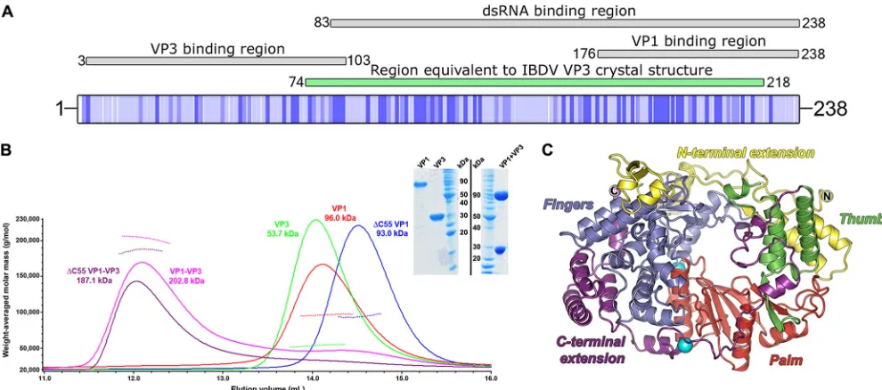 FIG 1 Domain organization of VP3, VP1, and MALS analysis of the VP1-VP3 complex. (A) Schematic representation of the full-length IPNV strain Jasper VP3