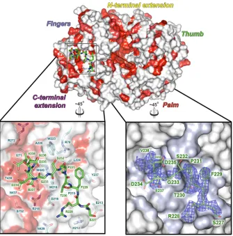 FIG 2 Structure of the VP1-VP3 complex. In the top panel, the IPNV VP1 polymerase is shown as a molecular surface, in the same view as insequence conservation across birnavirus species is mapped onto the surface and colored from white (variable) to red (co