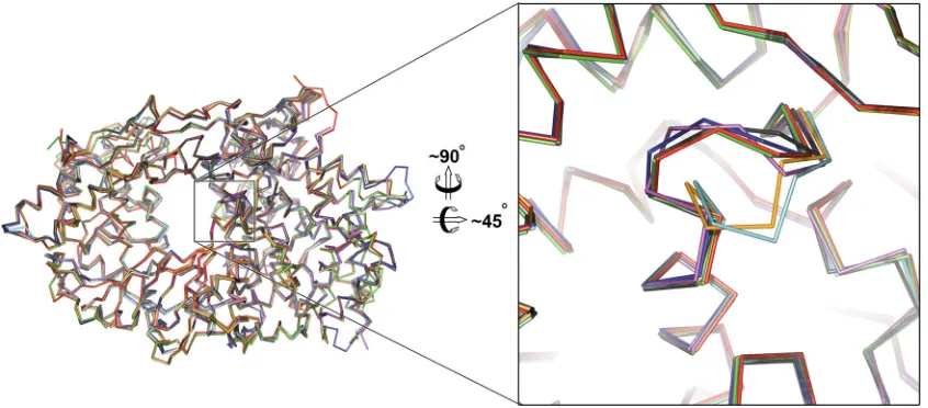 FIG 3 Fluorescence anisotropy of VP1-VP3 interactions and polymerase activity assay. (A) Fluorescence anisotropy study of the binding of ﬂuorescently labeledagarose (TBE) gel
