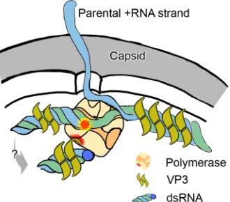 FIG 5 The complex of IPNV VP1 and VP3 in the context of the viral capsid.green, respectively) is covalently attached to the actively transcribing VP1polymerase (orange)