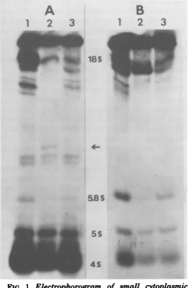 FIG.1.RNAsfreeRNAnaturingRNA;cytosolamide. Electrophorogram of smaU cytoplasmic from uninfected and HSV-infected XP cells