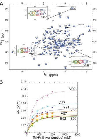 FIG 7 Titration of the unlabeled SR-linker peptide into 15N-labeled nsp3a. (A) 1H,15N HSQC spectrum of MHV nsp3a (acquired at 600 MHz) highlightingselected chemical shift perturbations upon the addition of increasing amounts of the SR-linker peptide