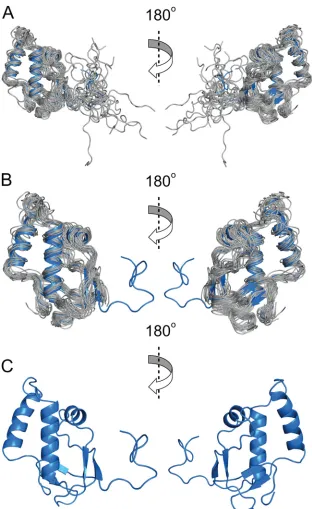 FIG 2 Three ribbon representation views of the solution structure of MHV nsp3a. (A) Ensemble of the 20 lowest-energy structural models (gray), aligned to theaverage structure (blue)
