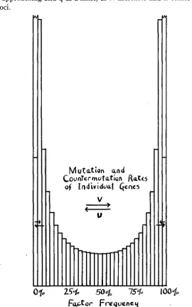 FIGURE .5.-Distribution of gene frequencies (or probability array of gene) where equilibrium with mutation has been attained