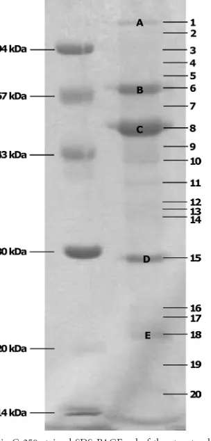 TABLE 3 Characteristics of the ESI-MS-MS-identiﬁed proteins of bacteriophage Remusa
